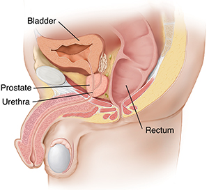 Side view cross section of male pelvic organs.