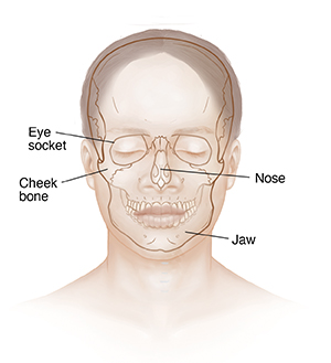 Front view of woman's head showing facial bones.