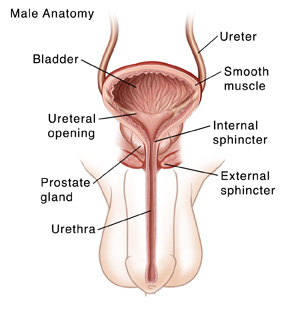 Front view of male urinary tract showing bladder, prostate, urethra, ureters, and pelvic floor muscles.