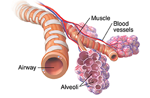 Bronchiole and alveolar sacs with blood supply.
