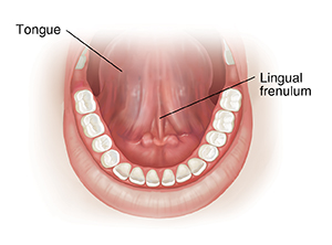 Front view of open mouth showing underside of tongue.