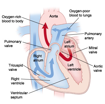 Front four-chamber cross section of the heart showing normal blood flow.