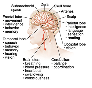 Side view of head and brain.