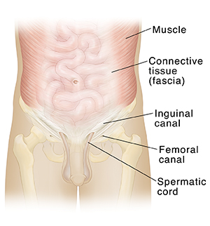 Front view of male body showing muscles of abdomen and intestines.