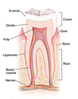 Front view cross section of tooth in jawbone showing tooth anatomy.