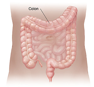 Outline of abdomen showing small intestine and colon.