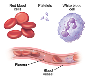 Red blood cells, platelets, and white blood cell. Cross section of blood vessel showing blood cells in plasma.