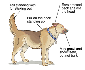 Dog showing signs of aggression.