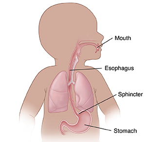 Front view of baby showing lungs and upper digestive tract.