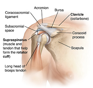 Front view of shoulder joint with muscles.