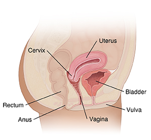 Cross section of female pelvis showing reproductive organs.