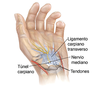 Vista de la palma de la mano, donde puede verse el túnel carpiano en la muñeca.