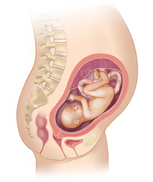 Vista lateral del cuerpo de una mujer donde se muestra el aparato reproductor y un feto de 5 meses.