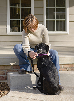 Woman brushing dog outdoors.